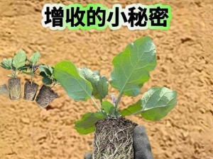 仙剑客栈种植系统攻略详解：玩转种植系统，收获丰富资源与奖励