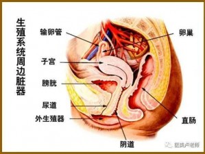 女性大荫蒂荫道多毛茸茸，天然环保无污染，使用后更加自信美丽