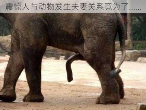 震惊人与动物发生夫妻关系竟为了……