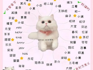 猫咪最新地域网名是什么？盘点那些让人忍俊不禁的猫咪神译名