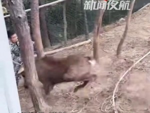 男子抓住鹿角小飞兔，网友纷纷表示太厉害了