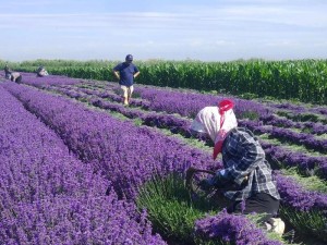 薰衣草研究所实验室入口处 2024：高端科研设备，助力薰衣草产业发展