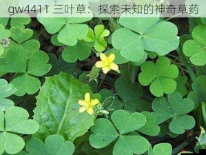 gw4411 三叶草：探索未知的神奇草药