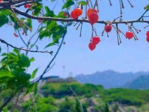 樱桃在线看免费观看视频，高清画质，流畅体验，让你随时随地尽享视觉盛宴