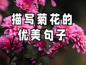 人善交 XUANWEN200 喷水，让你的花园更加绚丽多彩