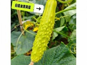 下面痒了用[品牌名]黄瓜还是茄子好？[品牌名]黄瓜和茄子，呵护你的私密肌肤