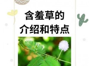 含羞草卡 1 卡 2 卡三卡 2021 精品，一款适用于多场景的智能卡