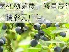 蓝莓视频免费，海量高清内容，精彩无广告