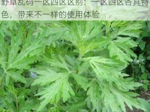 野草乱码一区四区区别：一区四区各具特色，带来不一样的使用体验