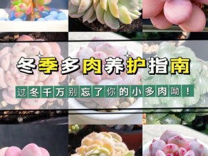 了解多肉植物皇家共享小公主的养护方法