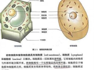 生物老师亲自向我们展示自己，用细胞的力量震撼全场