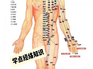 《真北斗无双》经络图揭秘：详解其构造与功能特性