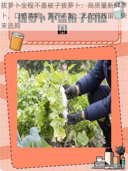 拔萝卜全程不盖被子拔萝卜：高质量新鲜萝卜，口感清脆，营养丰富，无农药残留，快来选购