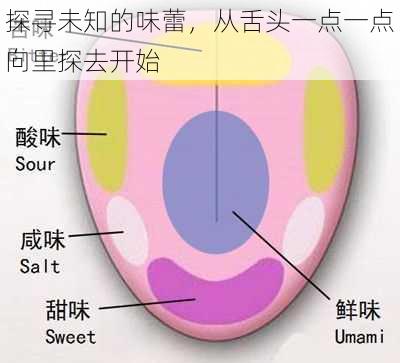 探寻未知的味蕾，从舌头一点一点向里探去开始