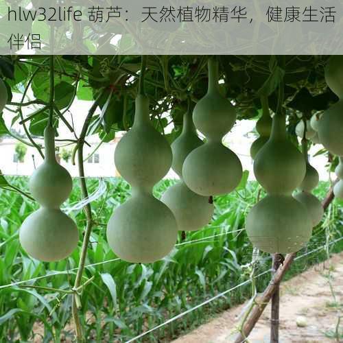 hlw32life 葫芦：天然植物精华，健康生活伴侣