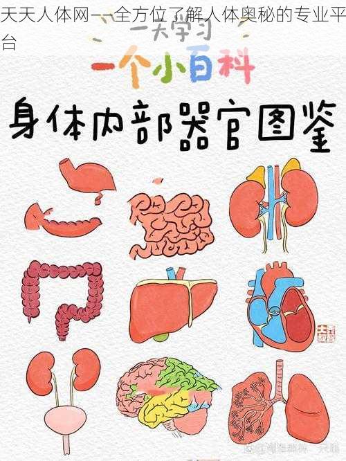 天天人体网——全方位了解人体奥秘的专业平台