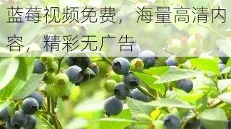 蓝莓视频免费，海量高清内容，精彩无广告