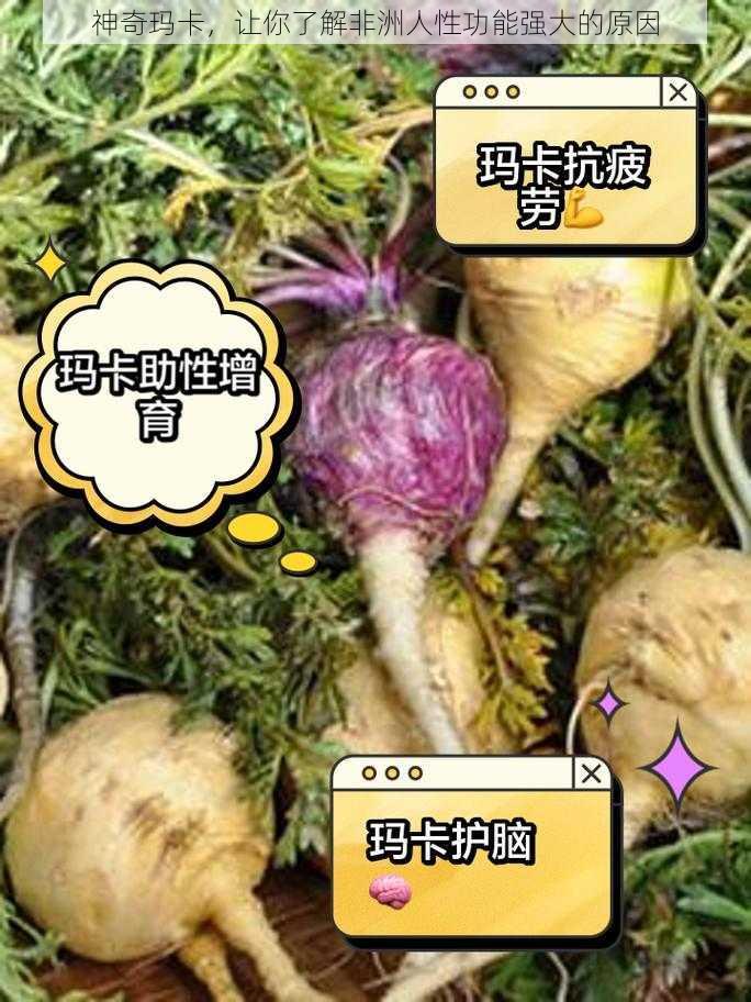 神奇玛卡，让你了解非洲人性功能强大的原因