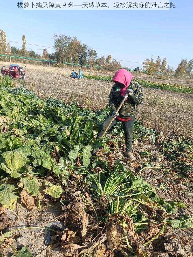 拔萝卜痛又降黄 9 幺——天然草本，轻松解决你的难言之隐