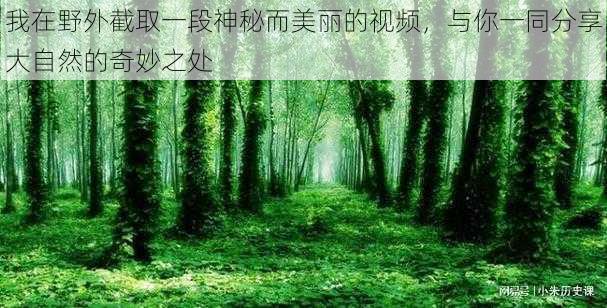 我在野外截取一段神秘而美丽的视频，与你一同分享大自然的奇妙之处