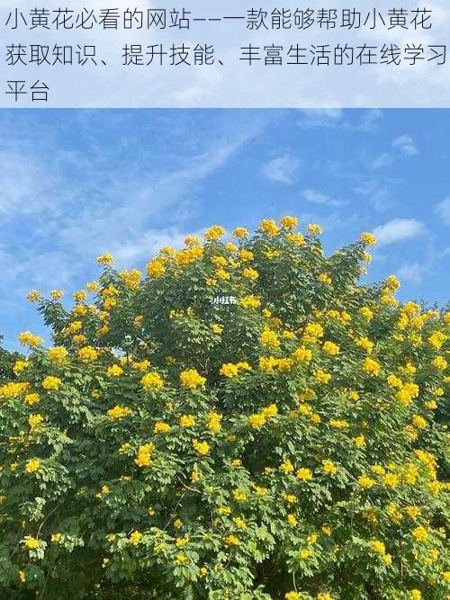 小黄花必看的网站——一款能够帮助小黄花获取知识、提升技能、丰富生活的在线学习平台