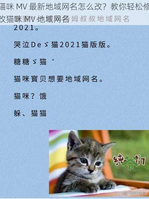 猫咪 MV 最新地域网名怎么改？教你轻松修改猫咪 MV 地域网名