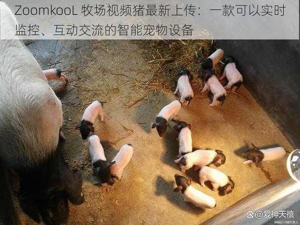 ZoomkooL 牧场视频猪最新上传：一款可以实时监控、互动交流的智能宠物设备