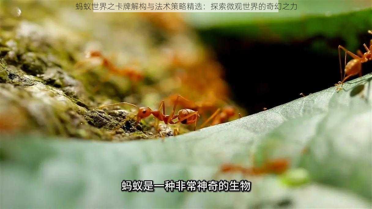 蚂蚁世界之卡牌解构与法术策略精选：探索微观世界的奇幻之力