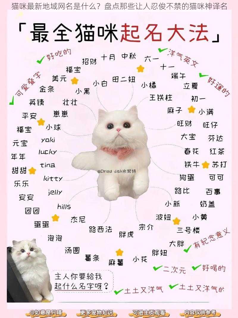 猫咪最新地域网名是什么？盘点那些让人忍俊不禁的猫咪神译名