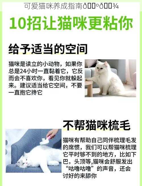 可爱猫咪养成指南😺🐾